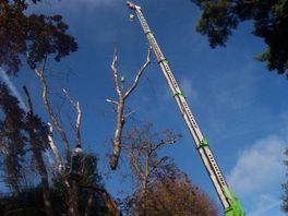 Sectional Felling: The tree is dsimantled into pieces and carefully lowered to the ground