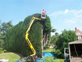  Tall Hedge Maintenance